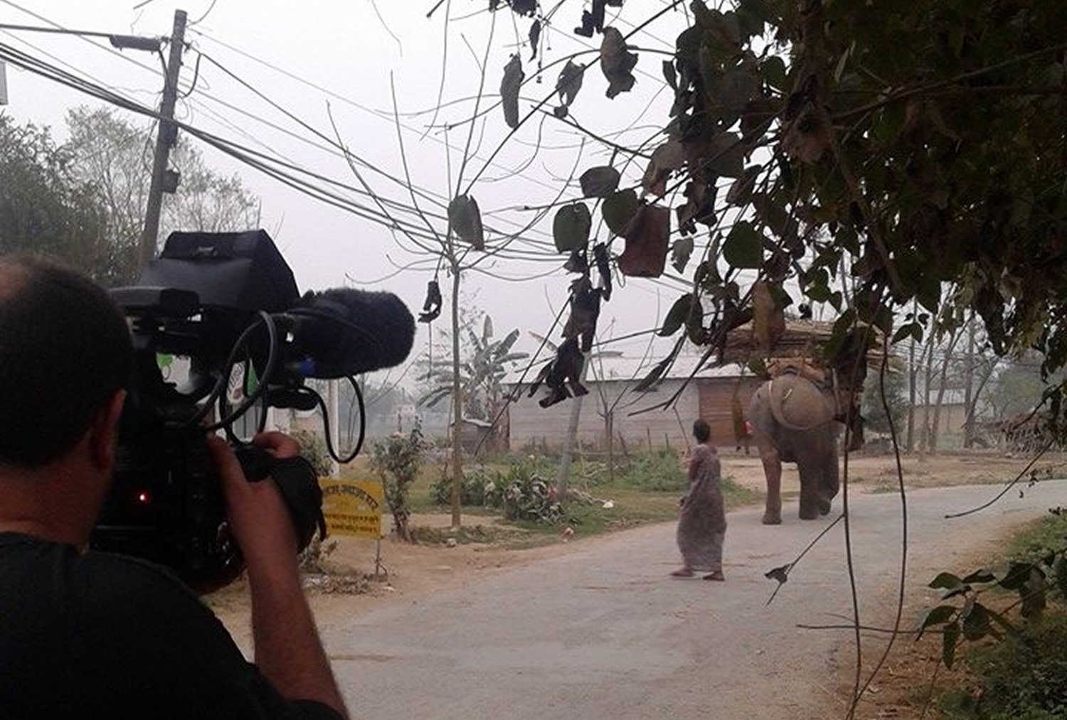 moi filmant éléphant 1